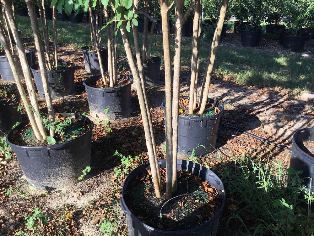 lagerstroemia-fauriei-muskogee-japanese-crape-myrtle