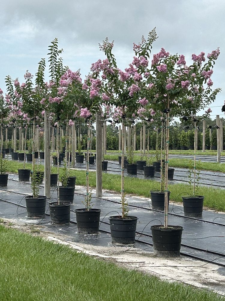 lagerstroemia-fauriei-muskogee-japanese-crape-myrtle