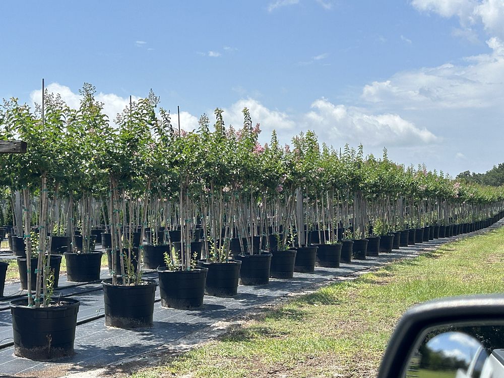 lagerstroemia-fauriei-muskogee-japanese-crape-myrtle