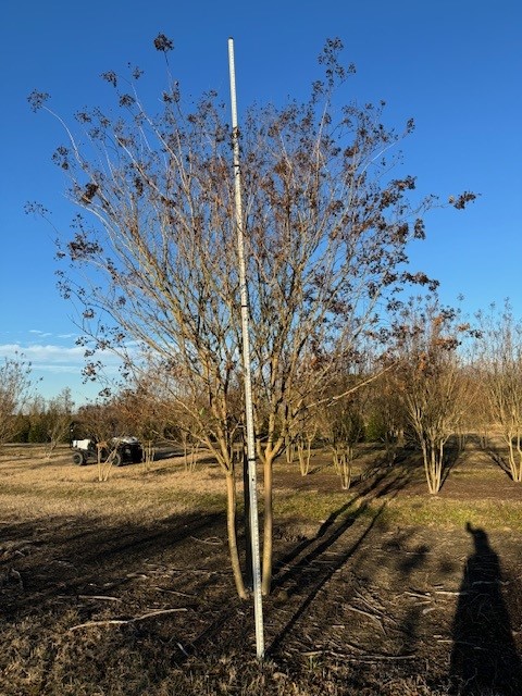lagerstroemia-fauriei-muskogee-japanese-crape-myrtle