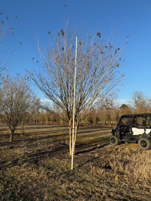 lagerstroemia-fauriei-muskogee-japanese-crape-myrtle