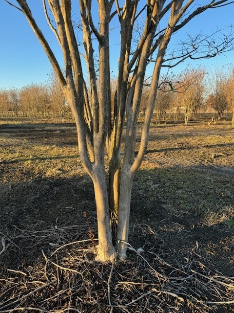 lagerstroemia-fauriei-muskogee-japanese-crape-myrtle