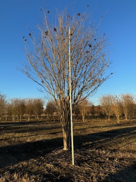 lagerstroemia-fauriei-muskogee-japanese-crape-myrtle