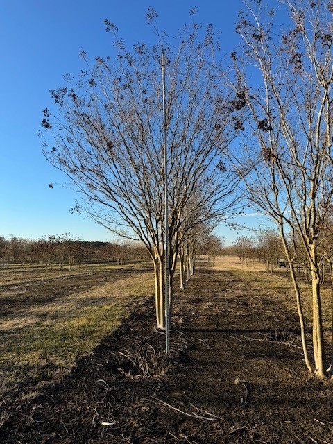 lagerstroemia-fauriei-muskogee-japanese-crape-myrtle