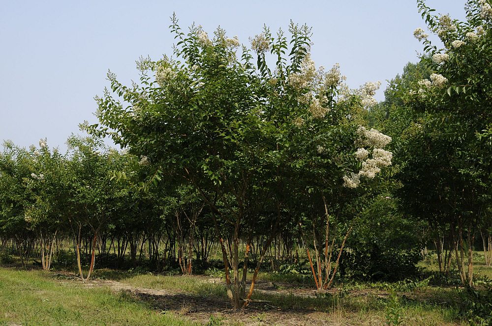 lagerstroemia-fauriei-natchez-japanese-crape-myrtle