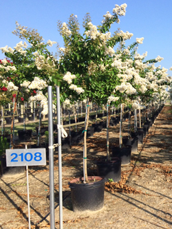 lagerstroemia-fauriei-natchez-japanese-crape-myrtle