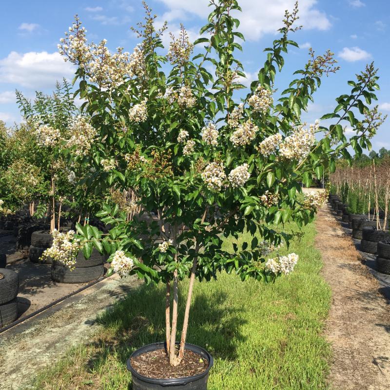 lagerstroemia-fauriei-natchez-japanese-crape-myrtle