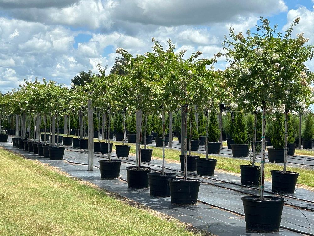 lagerstroemia-fauriei-natchez-japanese-crape-myrtle