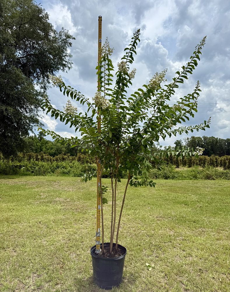lagerstroemia-fauriei-natchez-japanese-crape-myrtle