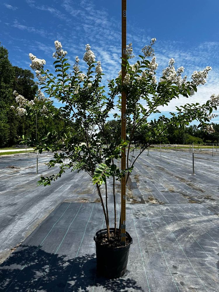 lagerstroemia-fauriei-natchez-japanese-crape-myrtle