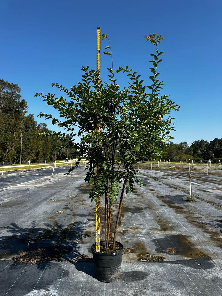 lagerstroemia-fauriei-natchez-japanese-crape-myrtle