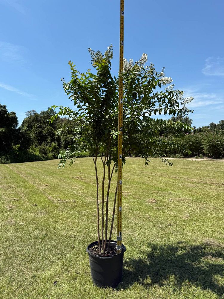 lagerstroemia-fauriei-natchez-japanese-crape-myrtle