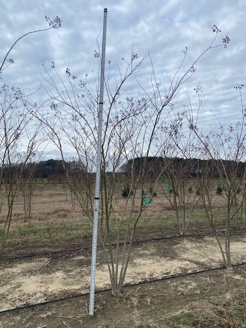 lagerstroemia-fauriei-natchez-japanese-crape-myrtle