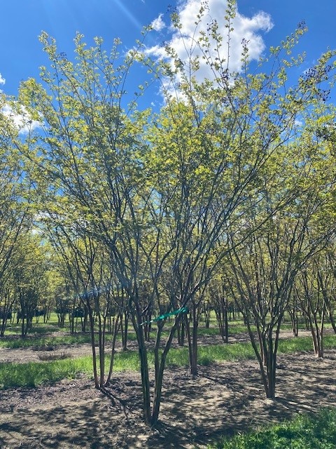 lagerstroemia-fauriei-natchez-japanese-crape-myrtle