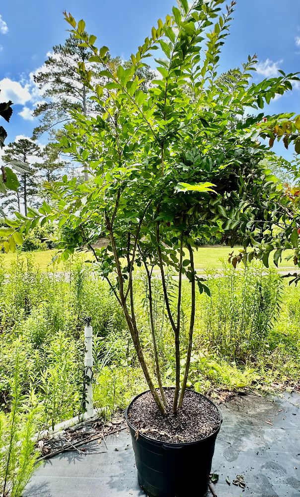 lagerstroemia-fauriei-natchez-japanese-crape-myrtle