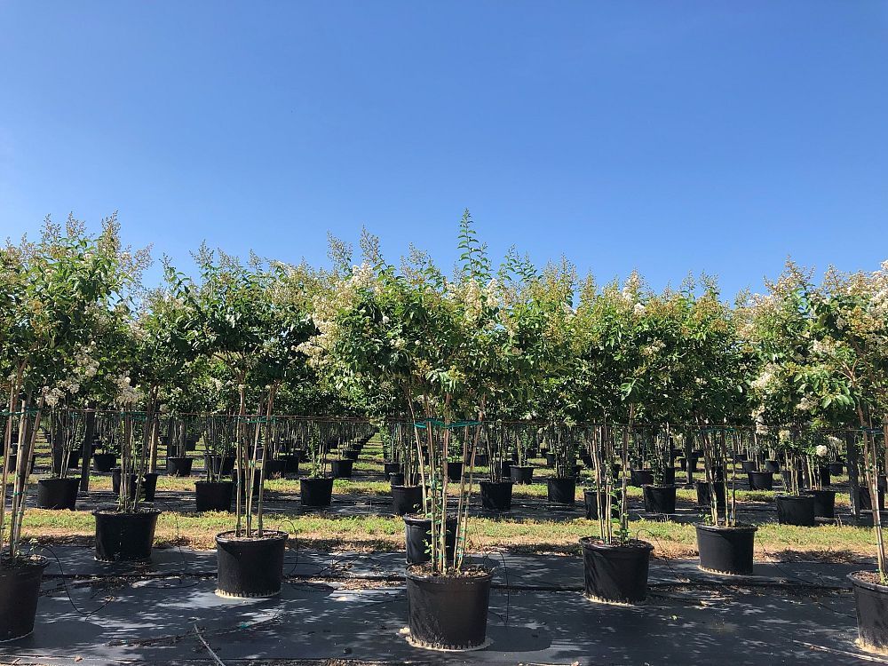 lagerstroemia-fauriei-natchez-japanese-crape-myrtle