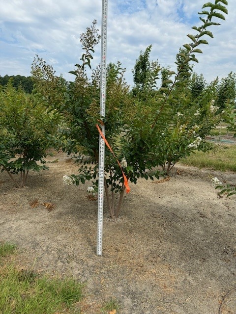 lagerstroemia-fauriei-natchez-japanese-crape-myrtle