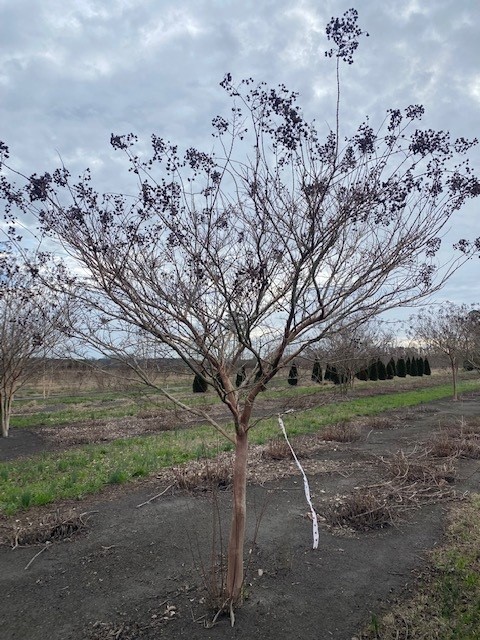 lagerstroemia-fauriei-natchez-japanese-crape-myrtle