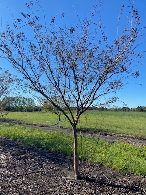 lagerstroemia-fauriei-natchez-japanese-crape-myrtle