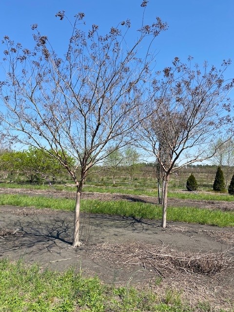 lagerstroemia-fauriei-natchez-japanese-crape-myrtle