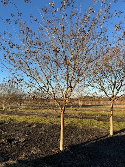 lagerstroemia-fauriei-natchez-japanese-crape-myrtle