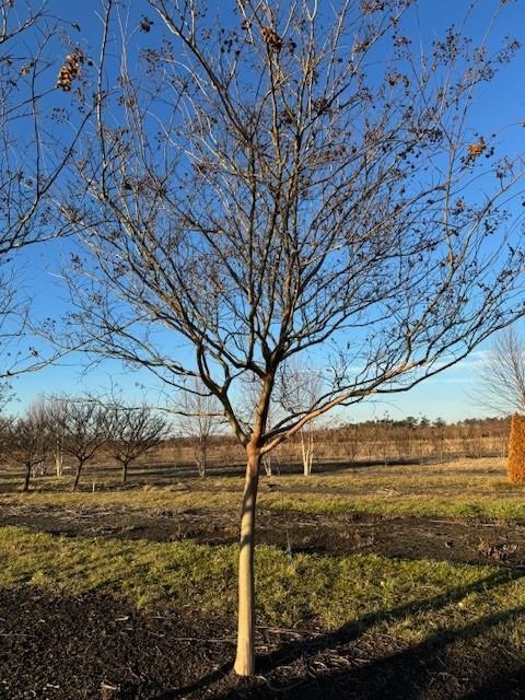 lagerstroemia-fauriei-natchez-japanese-crape-myrtle