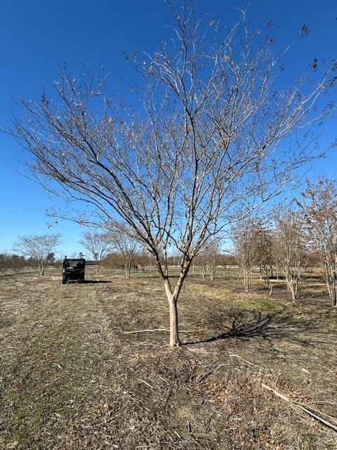 lagerstroemia-fauriei-natchez-japanese-crape-myrtle