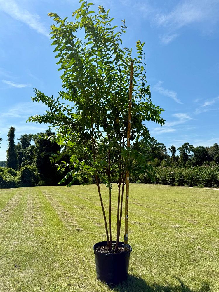 lagerstroemia-fauriei-natchez-japanese-crape-myrtle