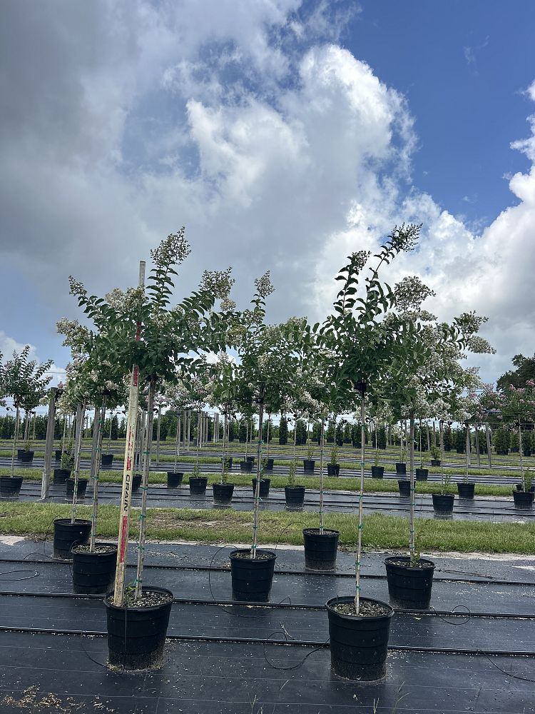 lagerstroemia-fauriei-natchez-japanese-crape-myrtle