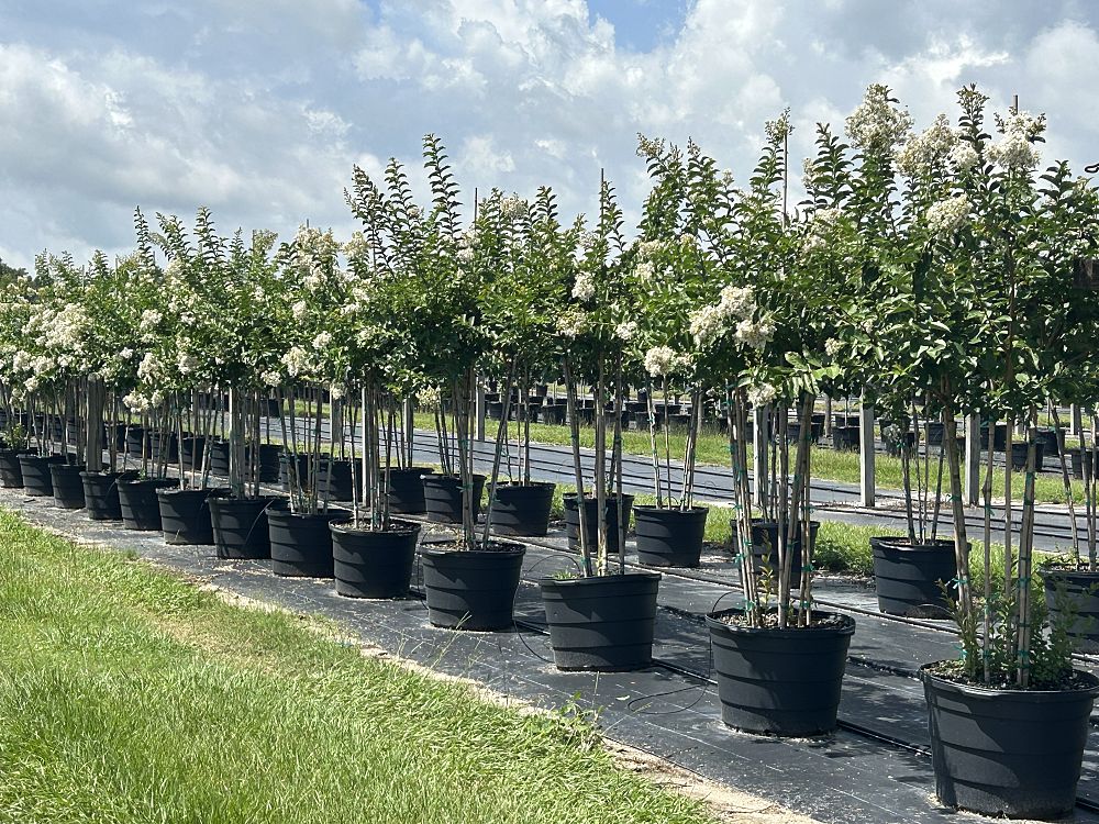 lagerstroemia-fauriei-natchez-japanese-crape-myrtle