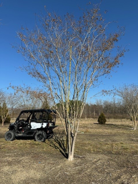 lagerstroemia-fauriei-natchez-japanese-crape-myrtle