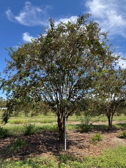 lagerstroemia-fauriei-natchez-japanese-crape-myrtle