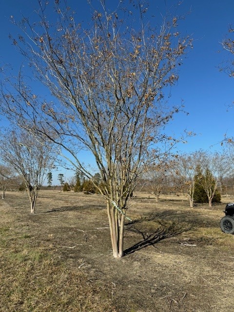 lagerstroemia-fauriei-natchez-japanese-crape-myrtle