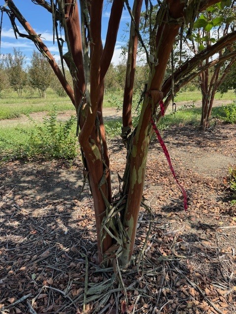 lagerstroemia-fauriei-natchez-japanese-crape-myrtle