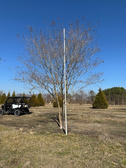 lagerstroemia-fauriei-natchez-japanese-crape-myrtle
