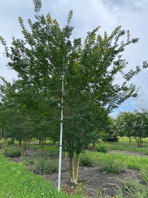 lagerstroemia-fauriei-sarah-s-favorite-japanese-crape-myrtle