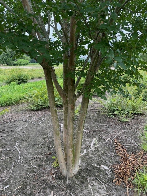 lagerstroemia-fauriei-sarah-s-favorite-japanese-crape-myrtle