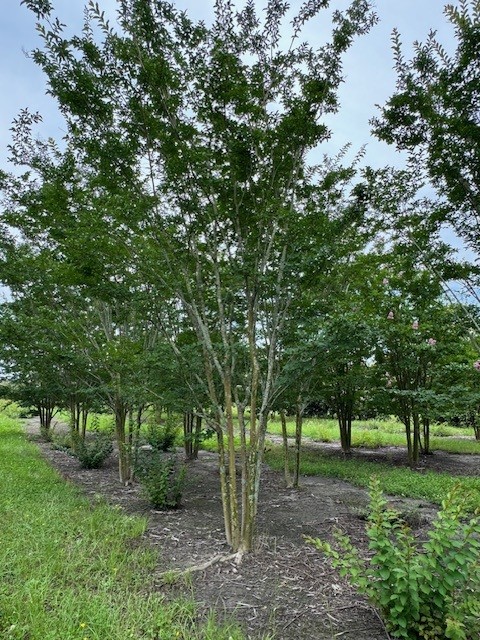 lagerstroemia-fauriei-sarah-s-favorite-japanese-crape-myrtle