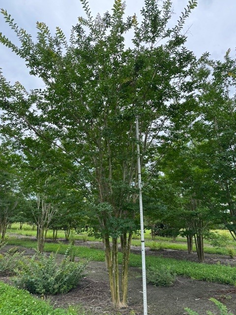 lagerstroemia-fauriei-sarah-s-favorite-japanese-crape-myrtle