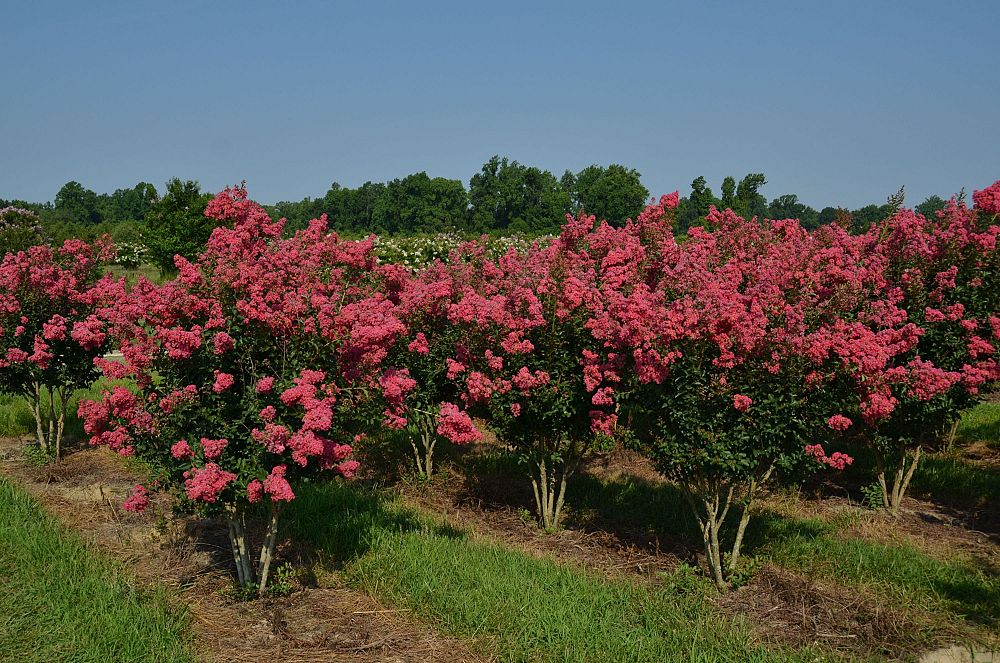 lagerstroemia-fauriei-tuscarora-japanese-crape-myrtle
