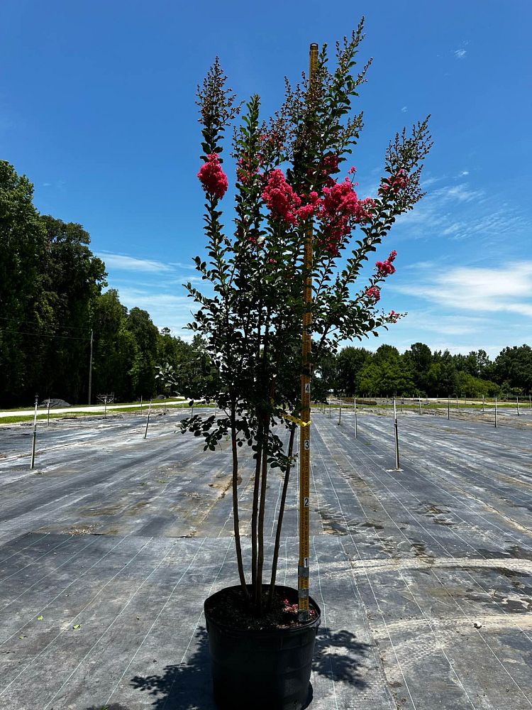 lagerstroemia-fauriei-tuscarora-japanese-crape-myrtle