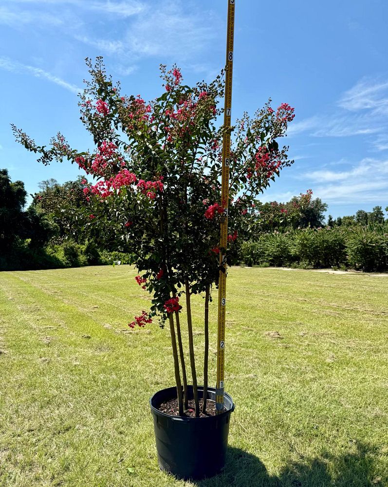 lagerstroemia-fauriei-tuscarora-japanese-crape-myrtle