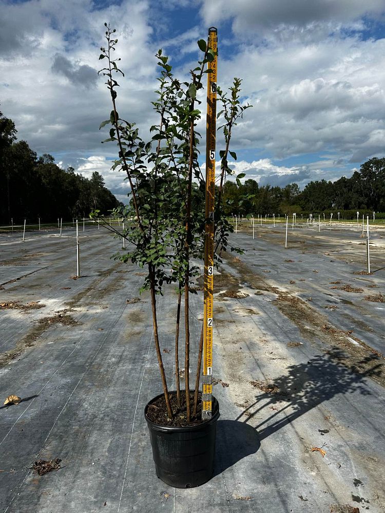 lagerstroemia-fauriei-tuscarora-japanese-crape-myrtle