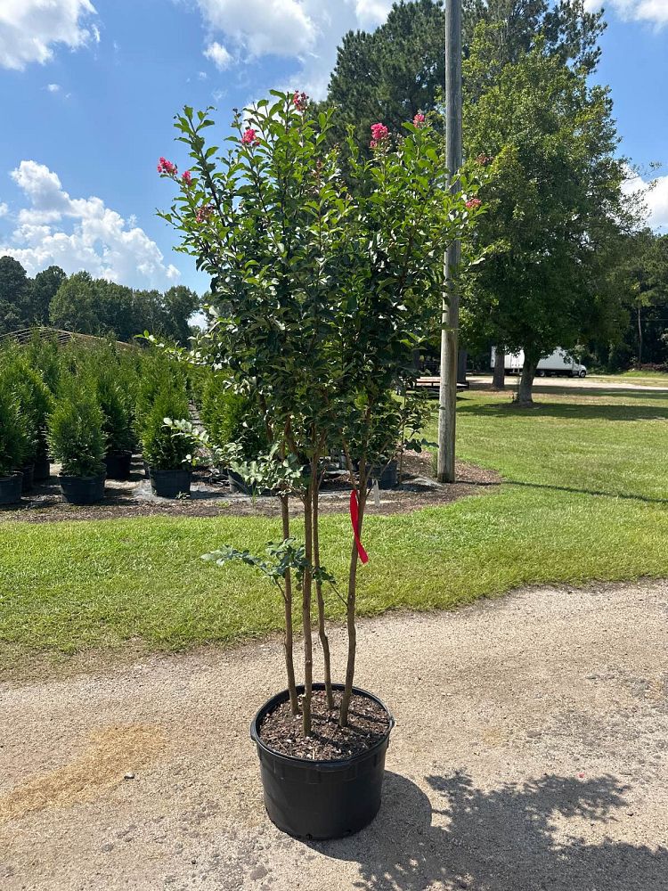 lagerstroemia-fauriei-tuscarora-japanese-crape-myrtle