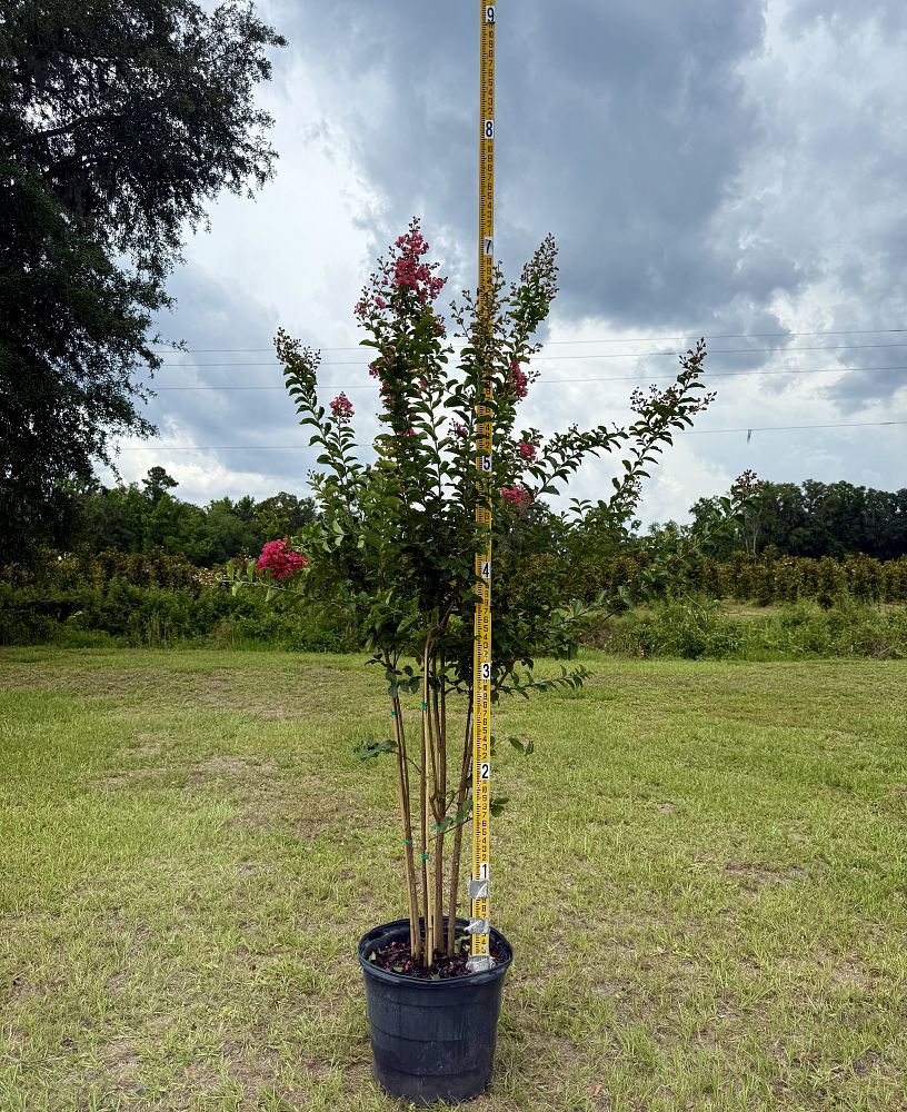 lagerstroemia-fauriei-tuscarora-japanese-crape-myrtle