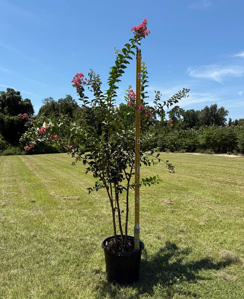 lagerstroemia-fauriei-tuscarora-japanese-crape-myrtle