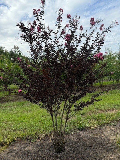 lagerstroemia-hybrid-chocolate-mocha-delta-jazz-reg-crapemyrtle