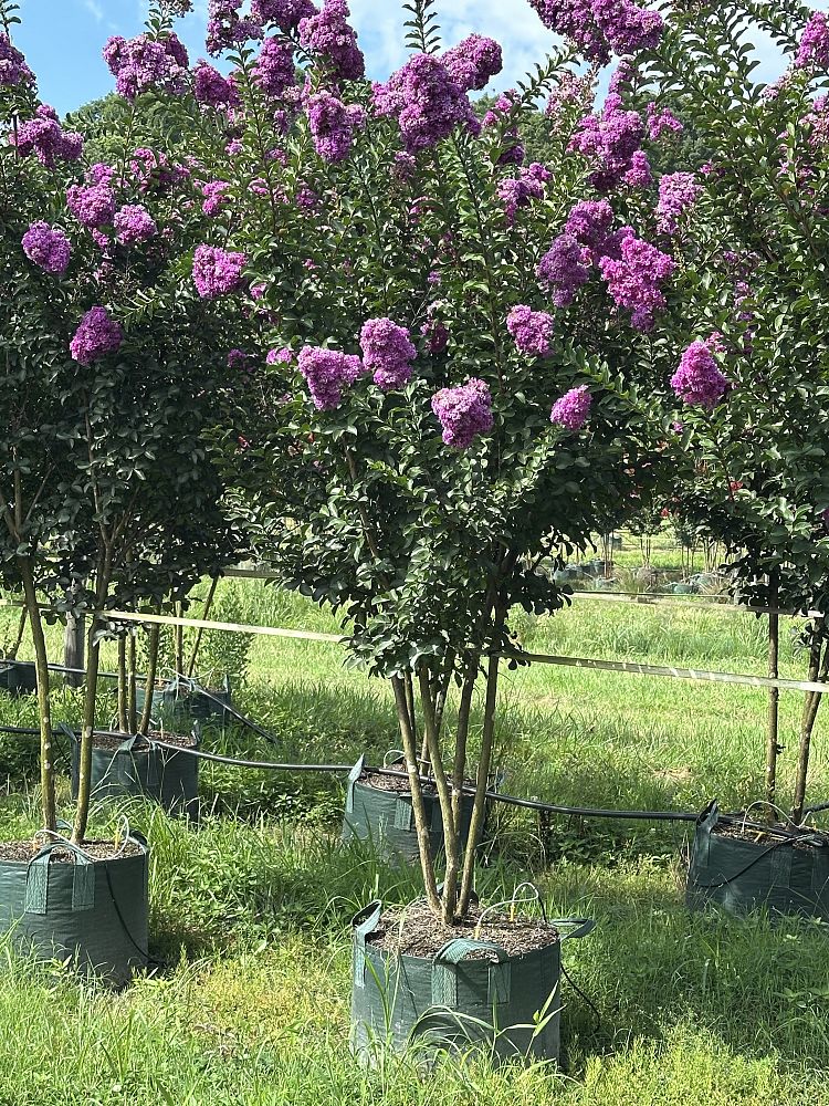 lagerstroemia-indica-autaugaville-purple
