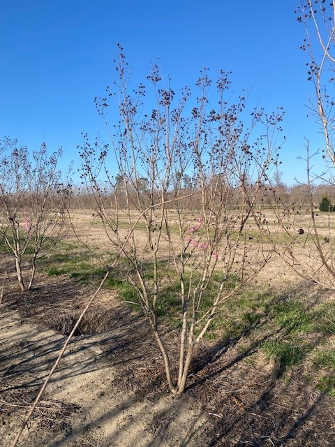 lagerstroemia-indica-catawba-crape-myrtle