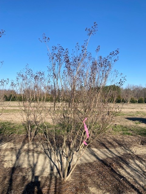 lagerstroemia-indica-catawba-crape-myrtle